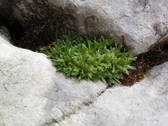 Saxifraga