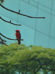 Pyrocephalus rubinus