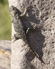 Sceloporus clarkii