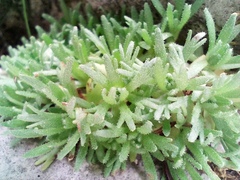 Saxifraga