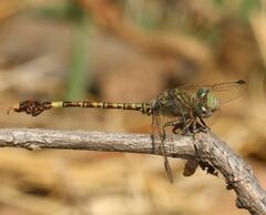 Paragomphus genei