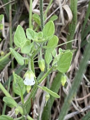 Salpichroa origanifolia