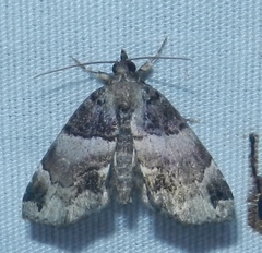 Cutina distincta