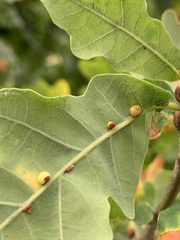 Neuroterus anthracinus