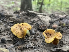 Cantharellus lateritius