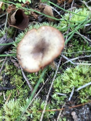 Pseudoclitocybe cyathiformis