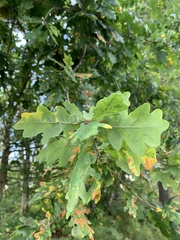 Neuroterus anthracinus