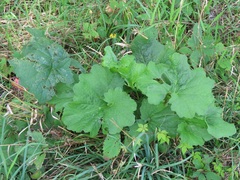 Arnoglossum reniforme