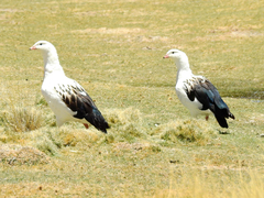 Oressochen melanopterus