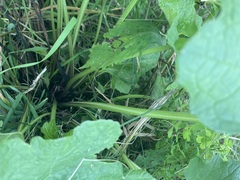 Arnoglossum reniforme