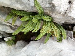 Asplenium viride