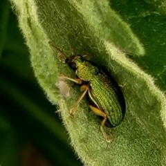Colaspis