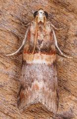 Acrobasis angusella