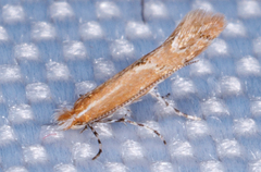 Cremastobombycia solidaginis