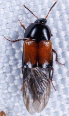 Tachinus fimbriatus