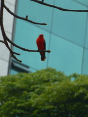 Pyrocephalus rubinus
