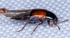 Tachinus fimbriatus