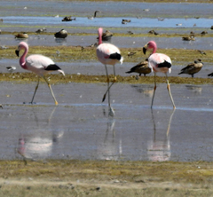 Phoenicoparrus andinus