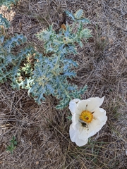 Argemone albiflora