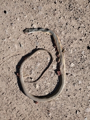 Masticophis bilineatus