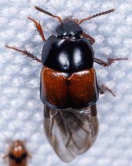 Tachinus fimbriatus