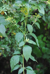 Verbesina occidentalis