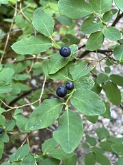 Vaccinium ovalifolium