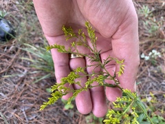 Solidago odora