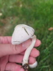 Agaricus sylvicola