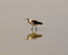 Recurvirostra andina