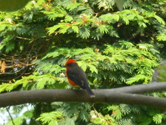 Pyrocephalus rubinus