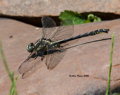 Phanogomphus descriptus