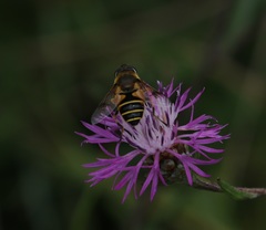 Eristalis horticola