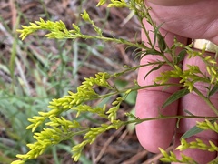 Solidago odora