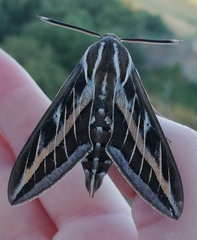 Hyles livornica