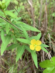 Ludwigia alternifolia