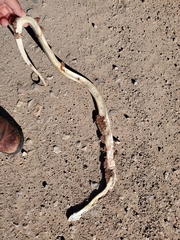 Masticophis bilineatus