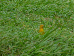 Sicalis flaveola