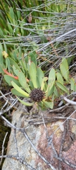 Leucadendron argenteum