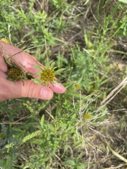 Bidens vulgata