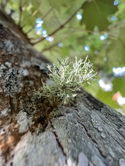 Usnea hirta