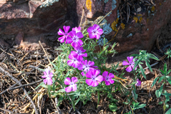 Phlox nana