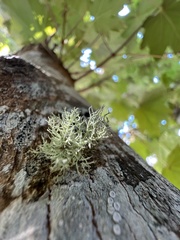 Usnea hirta