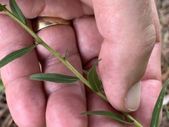 Solidago odora