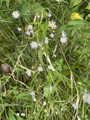 Boltonia asteroides