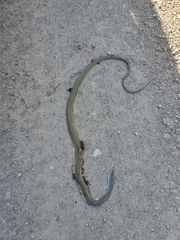 Masticophis bilineatus