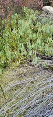 Leucadendron argenteum
