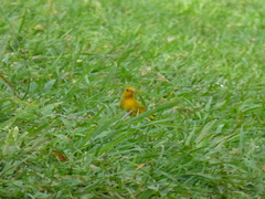 Sicalis flaveola