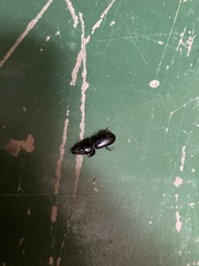 Scarites subterraneus