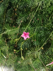 Ipomoea quamoclit